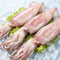 Close-up of raw whole squid tentacles and mantle
