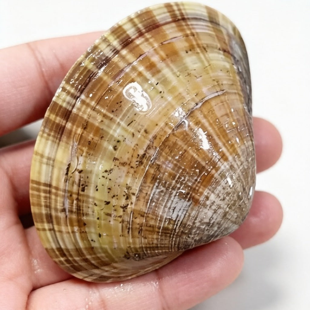 Single brown-striped clam shell held up in one hand