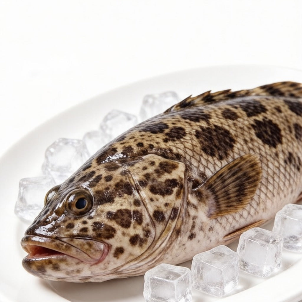 Whole raw grouper with spotted skin resting on crushed ice